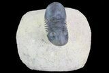 Paralejurus Trilobite Fossil - Foum Zguid, Morocco #75478-2